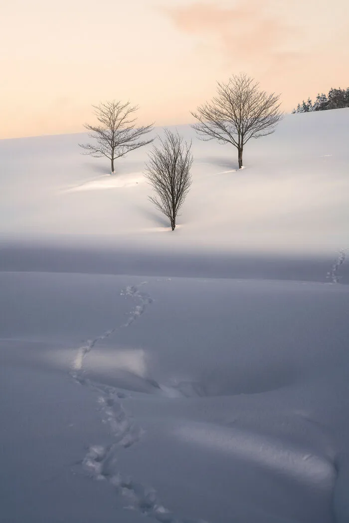 "Trees In The Sun"