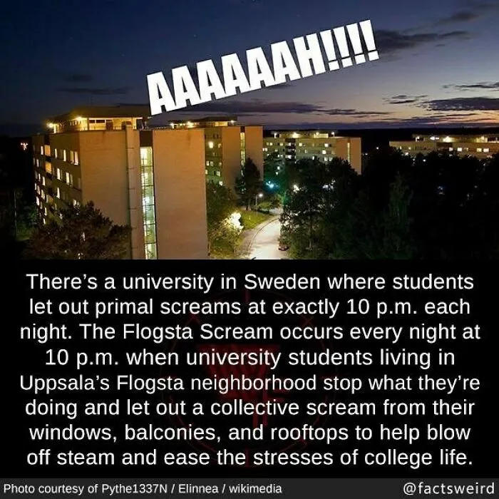 University students in Sweden participate in the nightly Flogsta scream tradition to relieve stress in their neighborhood.