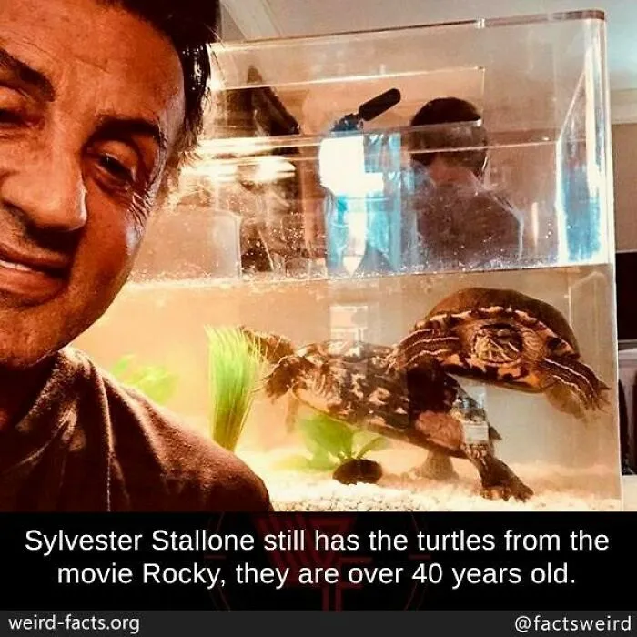 Sylvester Stallone with turtles from Rocky movie, an example of weird facts about the world over 40 years old.