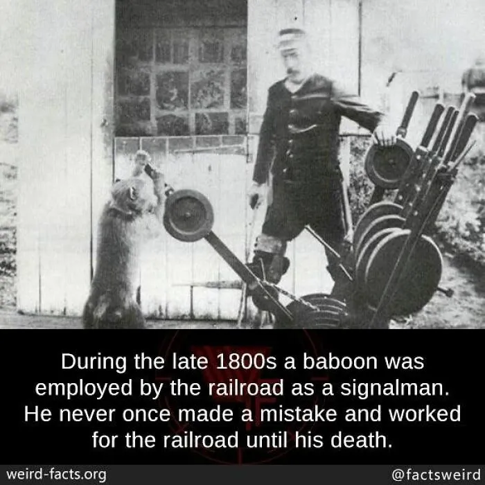 Black and white photo of a baboon employed as a railroad signalman showcasing weird facts about the world.