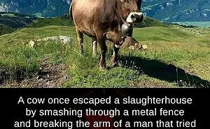 120 ‘Weird Facts’ About The World That Might Give You A Fresh Perspective