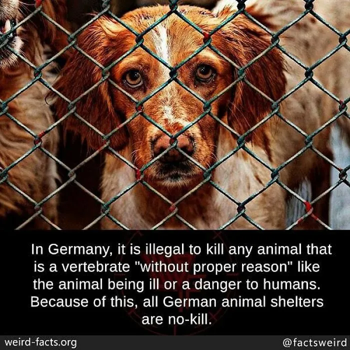 Sad dog behind a cage at a no-kill German animal shelter highlighting weird facts about the world and animal laws.