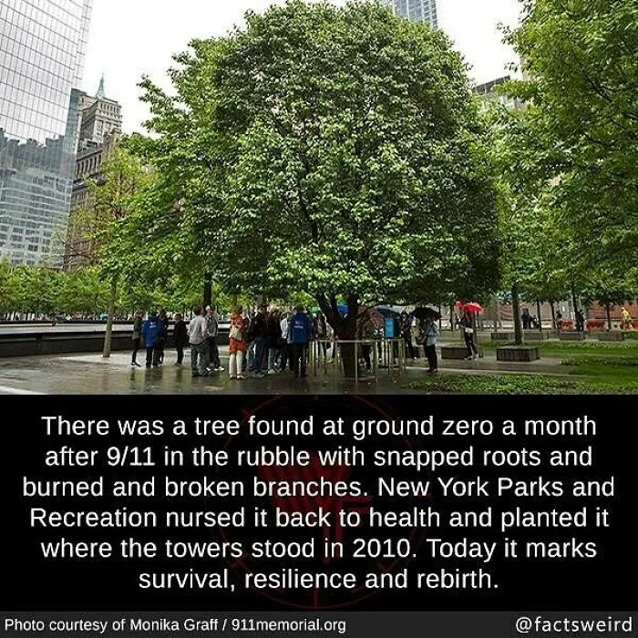 Tree found at ground zero after 9/11, symbolizing survival, resilience, and rebirth in New York City’s urban landscape.