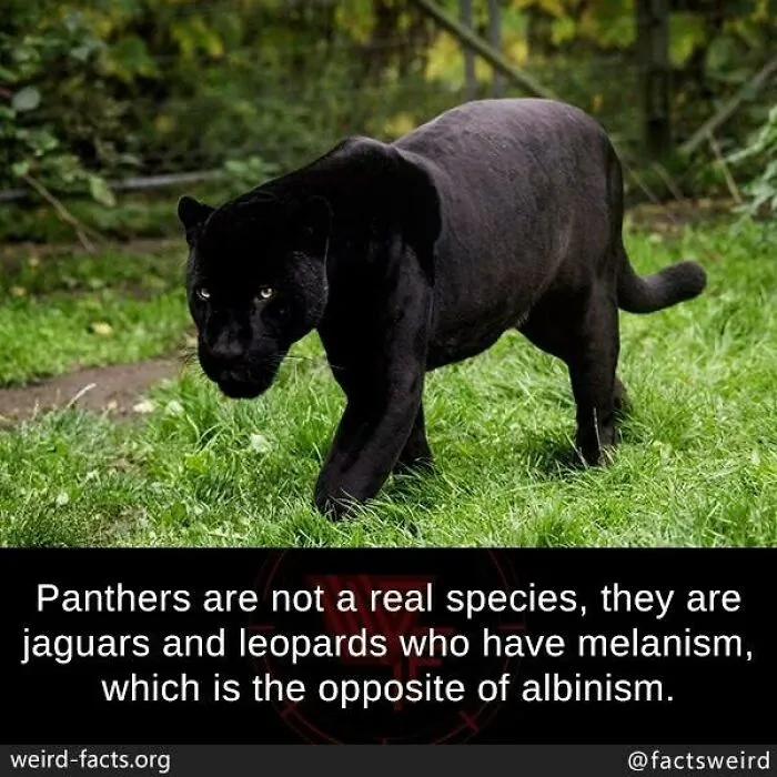 Black panther walking on grass with a weird fact about melanism from 120 weird facts about the world collection.