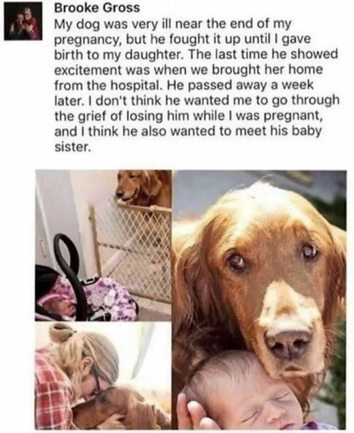 50 Heartwarming Pictures From The 'Wholesome Meets The Internet' Account To Lift Your Spirits Up
