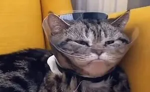 50 Times Cats Acted So Goofy, Their Owners Thought They Were Broken, As Shared By The 'Cat Virus.Exe' Page (New Pics)