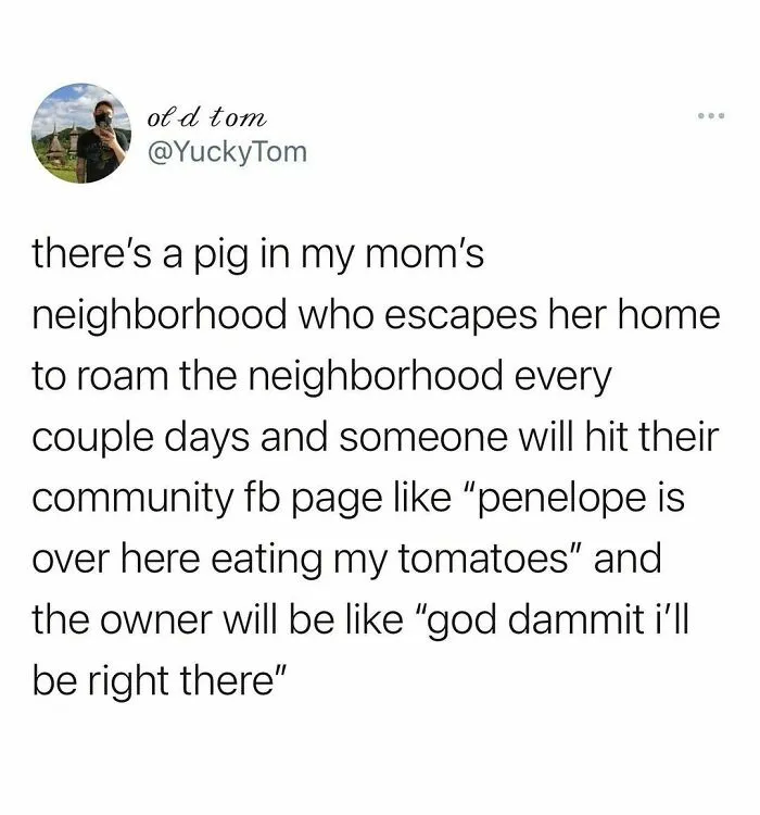 Funny meme text about a pig escaping in a neighborhood, highlighting humor from popular Instagram meme pages.