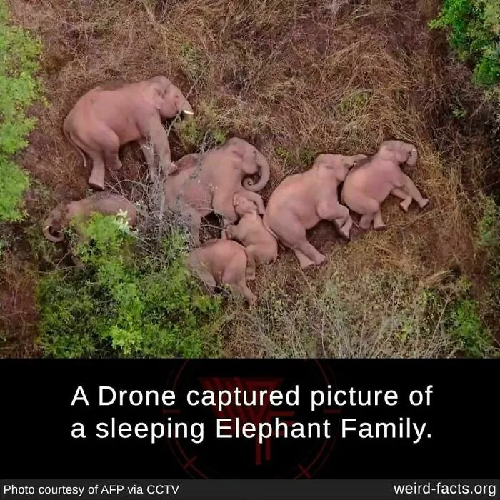 Aerial view of a sleeping elephant family in nature, illustrating weird facts about the world and animal behavior.