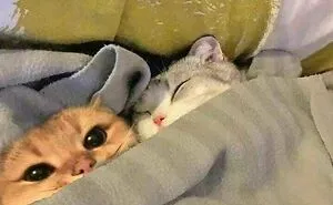 50 Times Cats Acted So Goofy, Their Owners Thought They Were Broken, As Shared By The 'Cat Virus.Exe' Page (New Pics)