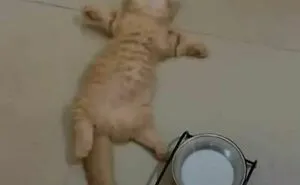 50 Times Cats Acted So Goofy, Their Owners Thought They Were Broken, As Shared By The 'Cat Virus.Exe' Page (New Pics)