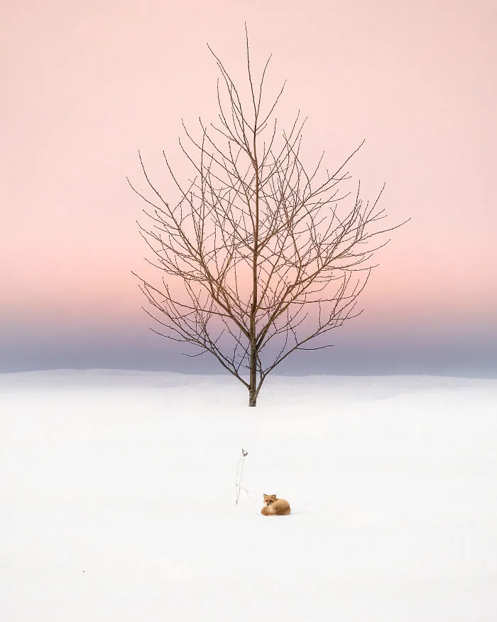 "Safe Haven For Ezo Red Fox"