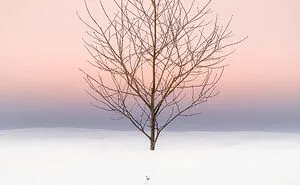 I Took Dreamy-Looking Pictures Of Trees In My Hometown Of Hokkaido, Japan, And Here's The Result (25 Pics)