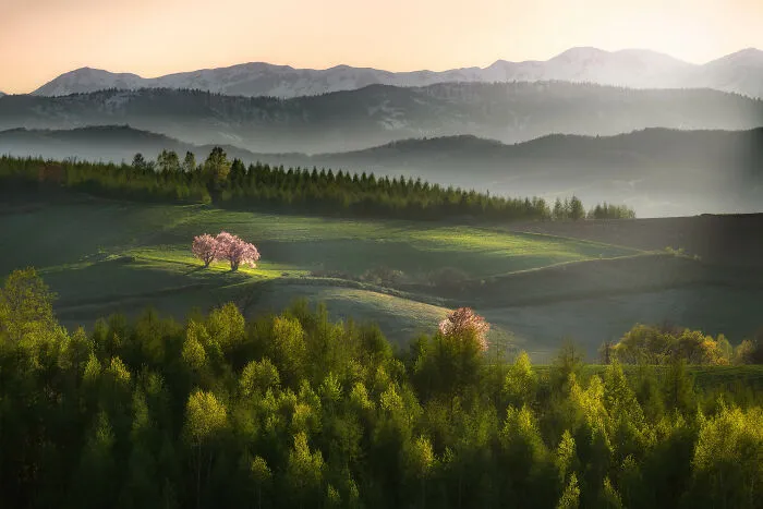 "A Couple Of Sakura"