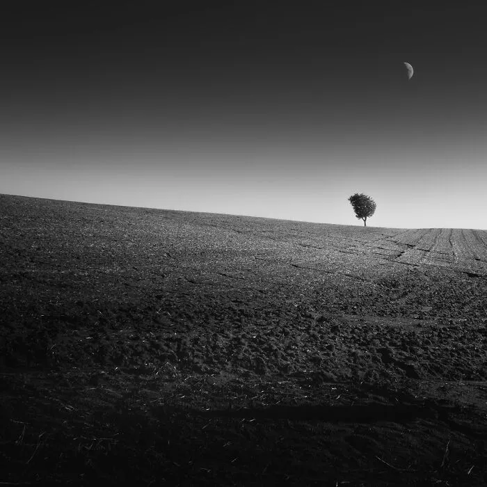 "Moon & Tree"