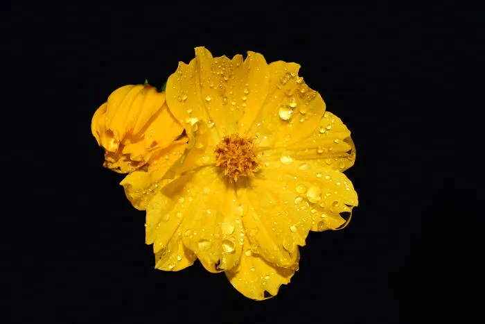 Cosmo After The Rain(Unedited)