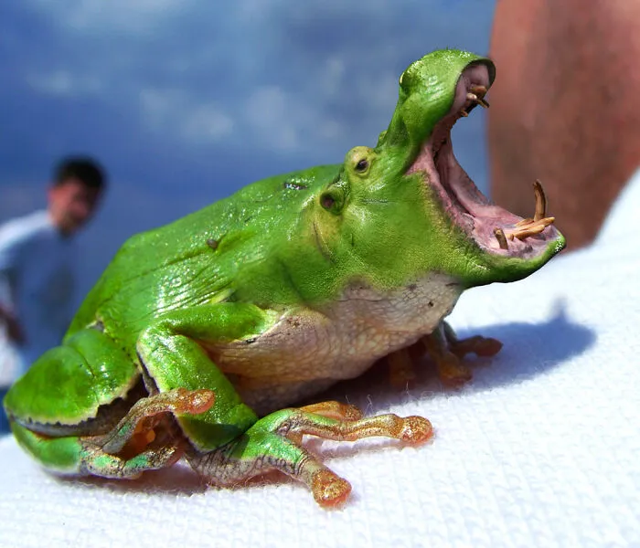 DesignCrowd Hosts A Frog Photoshop Contest, And Here Are 30 Of The Best Submissions