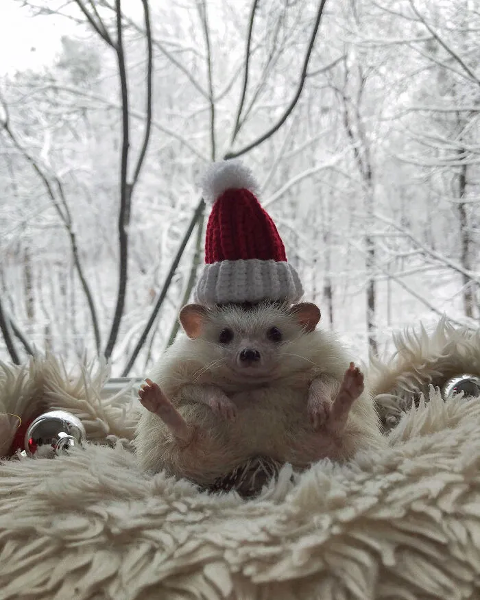 Hedge-Ho-Ho-Hog!