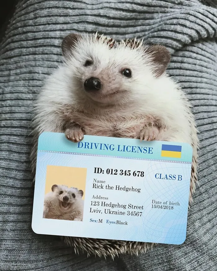 Guess Who Has Got His Driving License