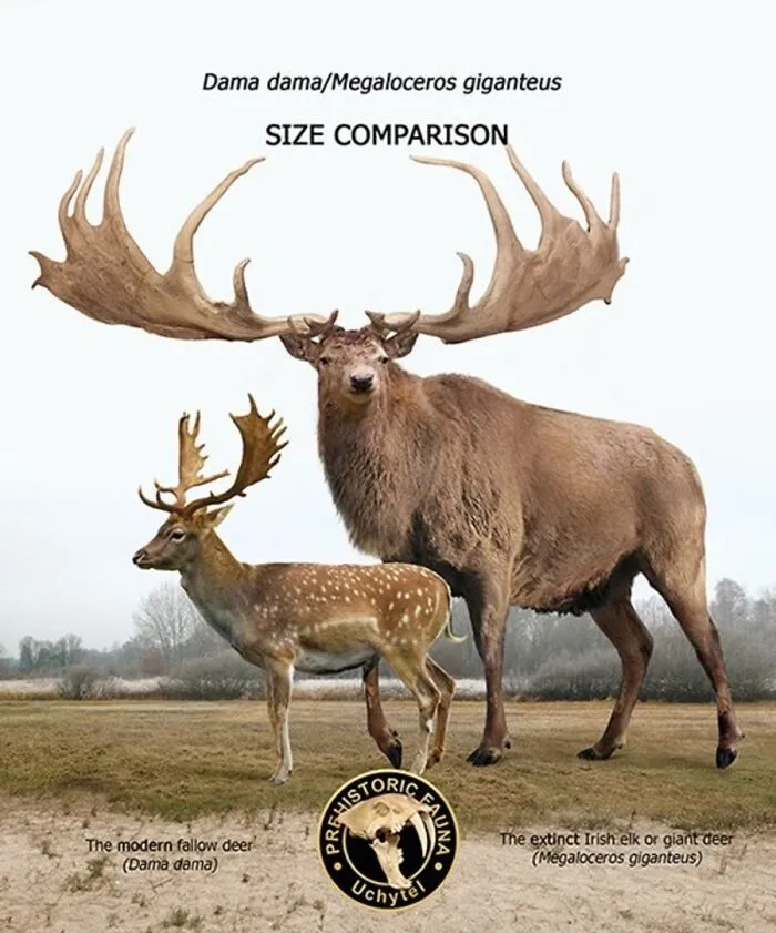 26 New Comparisons Of The Sizes Of Prehistoric Animal Ancestors And Their Modern Relatives By Roman Uchytel