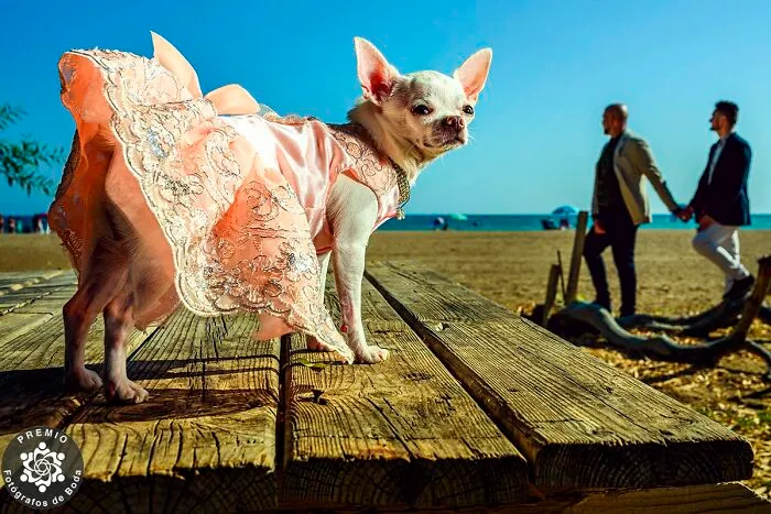 "How Cute Is This Dog?" By Alberto Ramirez