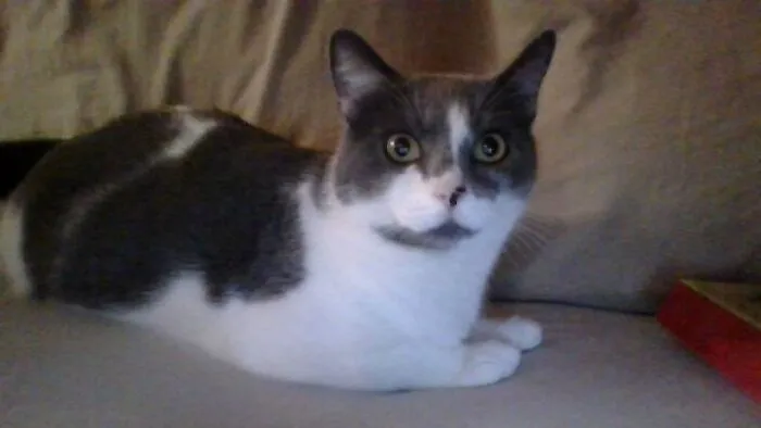 My Cat.