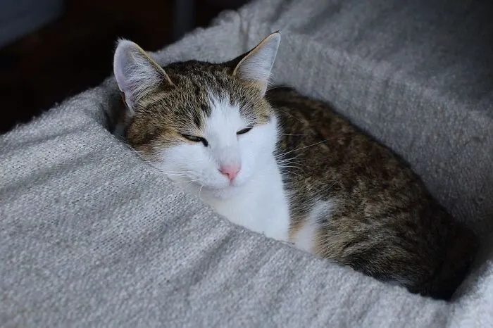 She Found That Comfy Spot