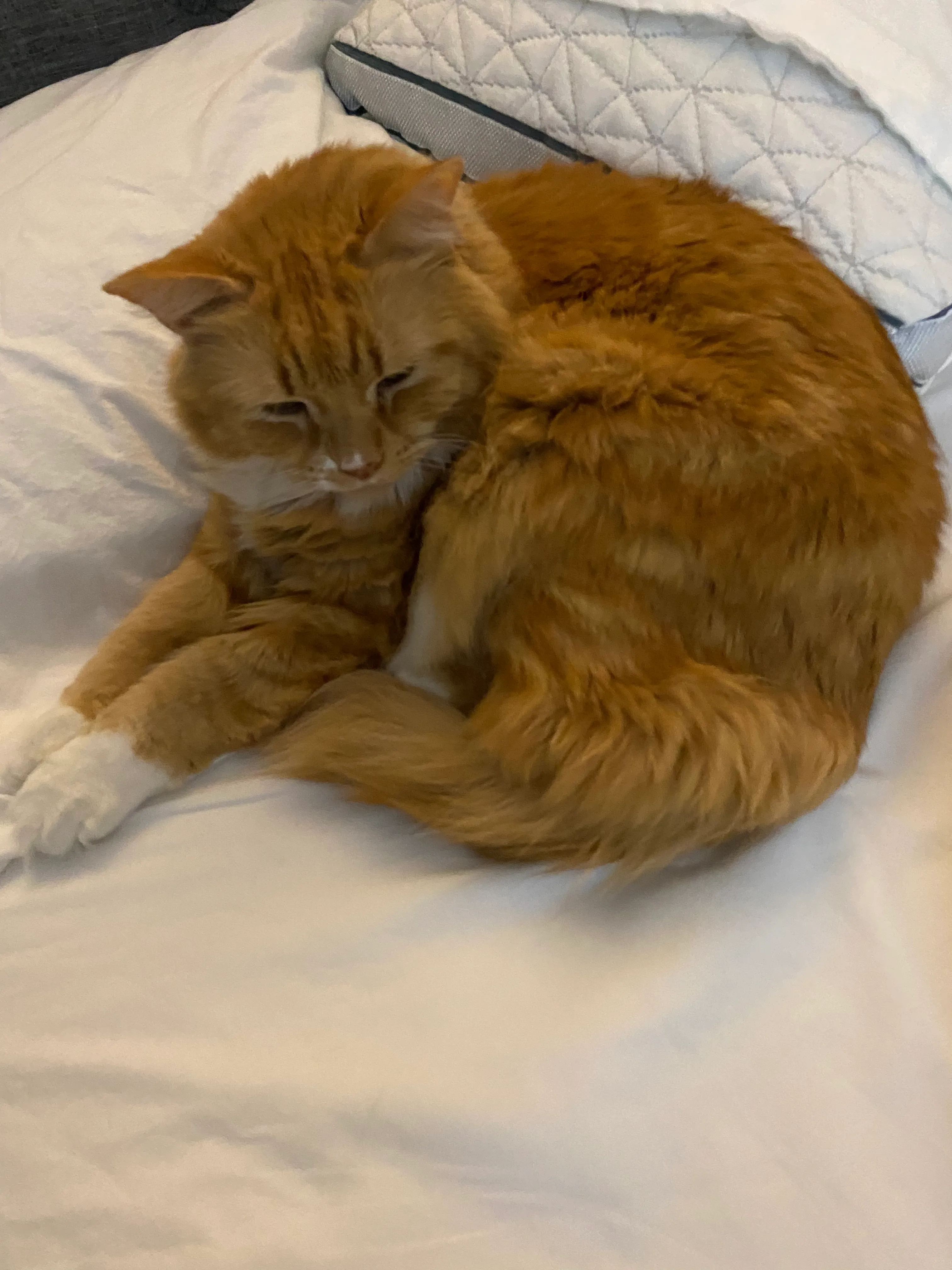 Hey Pandas! Show Your Adorable Pets (Cats, Dogs, Birds Ect.) Here!