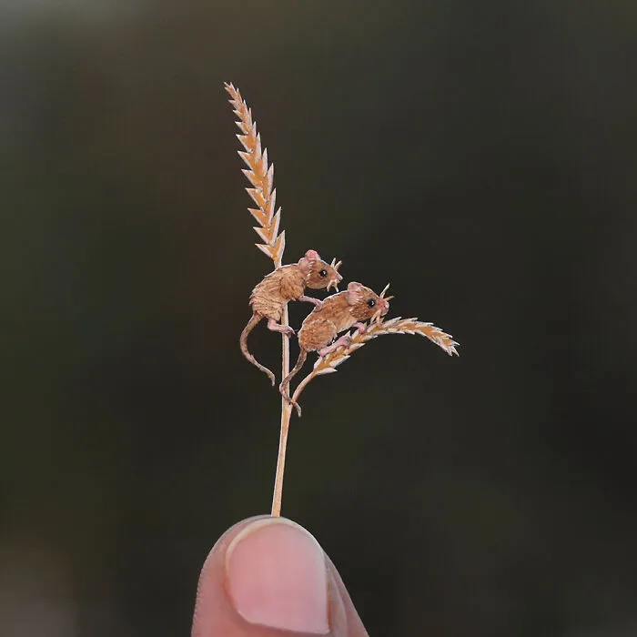 Harvest Mouse