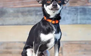 I Volunteer To Take Photos Of Shelter Dogs, And Here Are 40 Of Them