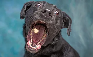 I Volunteer To Take Photos Of Shelter Dogs, And Here Are 40 Of Them