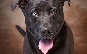 I Volunteer To Take Photos Of Shelter Dogs, And Here Are 40 Of Them