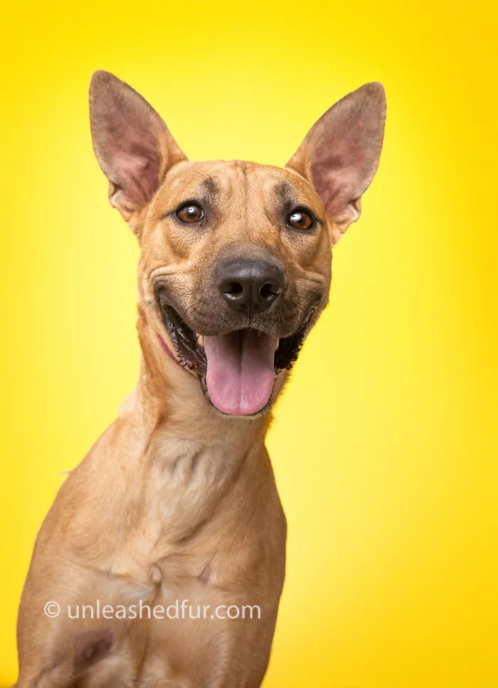 Desoto