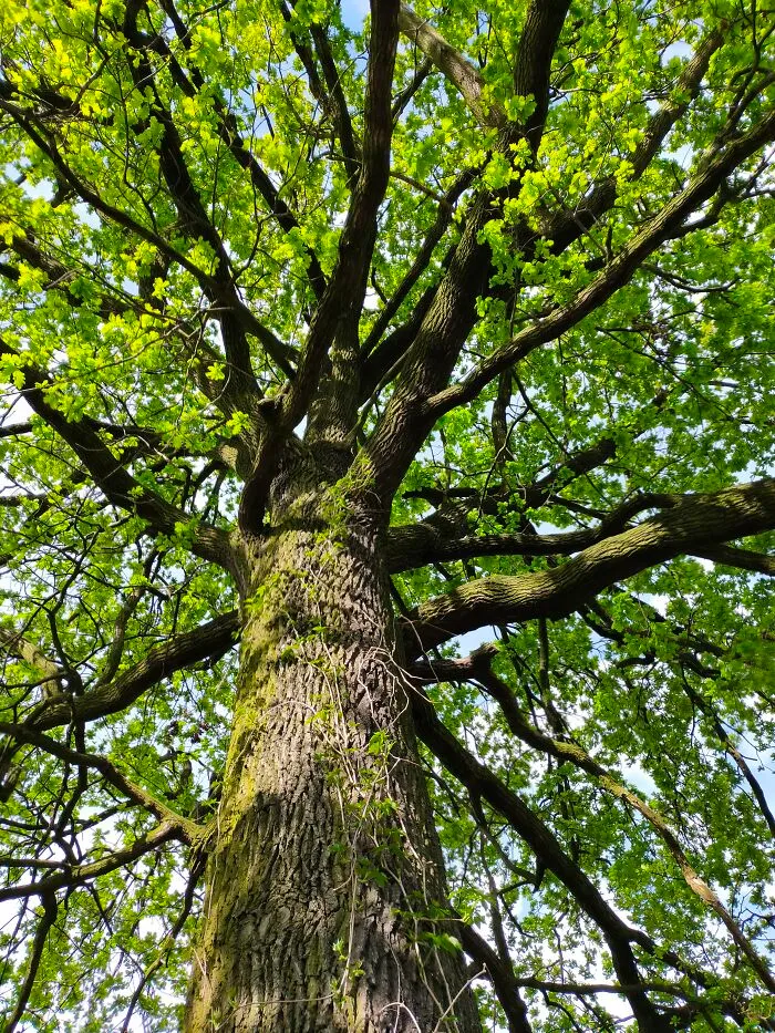 A Tree