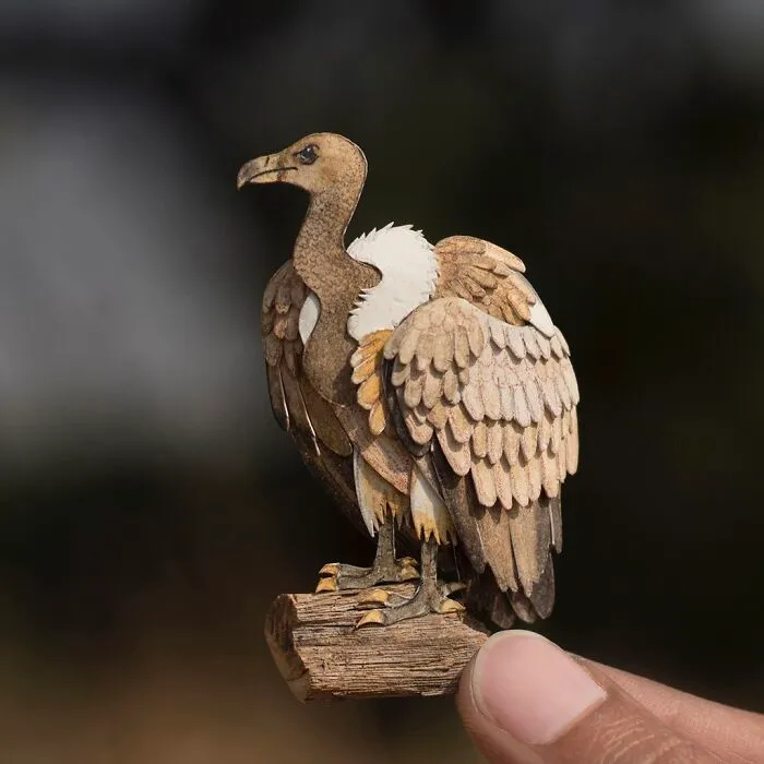 Griffon Vulture