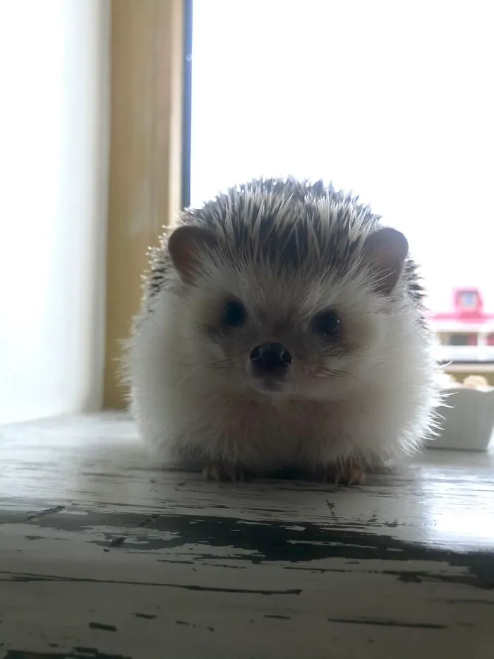 I'm Not Fat... I'm Fluffy!