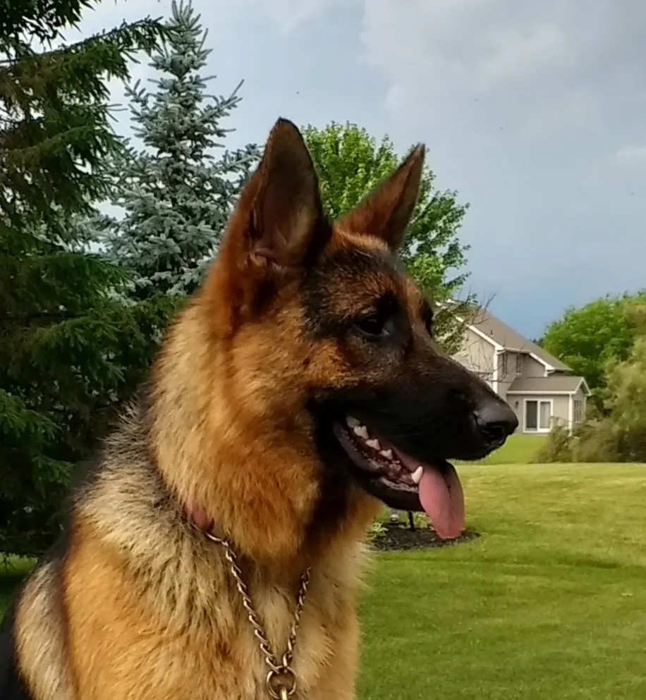 Schatzi My German Shepherd!
