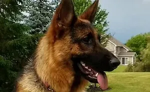 Schatzi My German Shepherd!