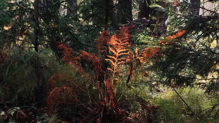 Phoenix Feather
