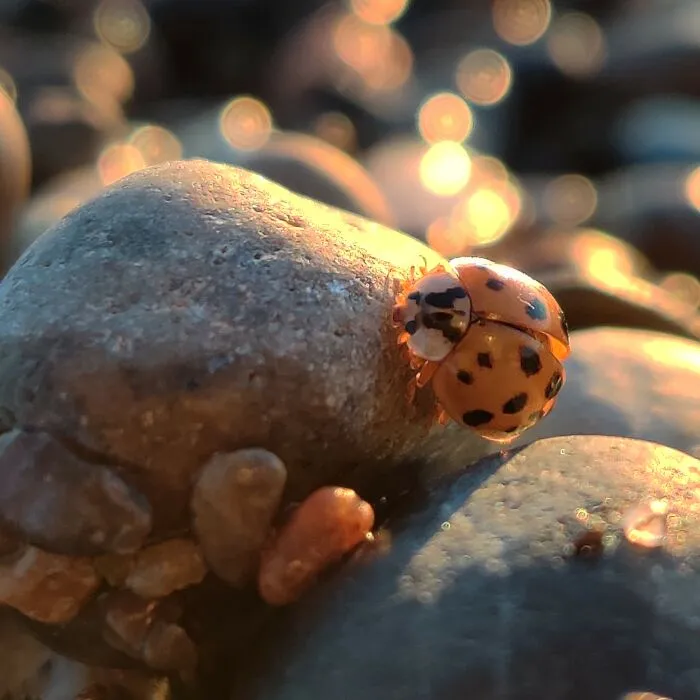 Ladybug