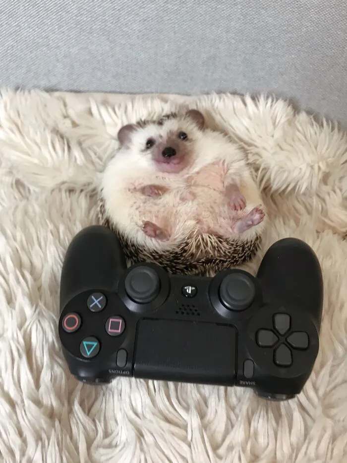 Little Gamer