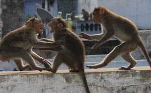 Hey Pandas, Photoshop This Photo Of Monkeys Fighting In A Crazy And Dramatic Way (Closed)