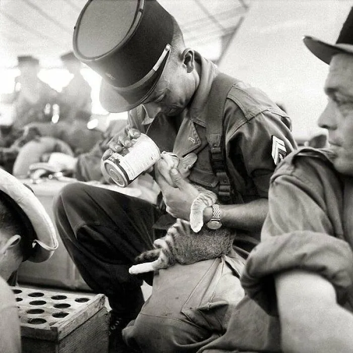 Esta periodista colecciona fotos vintage de celebridades con sus gatos y demás (30 fotos)