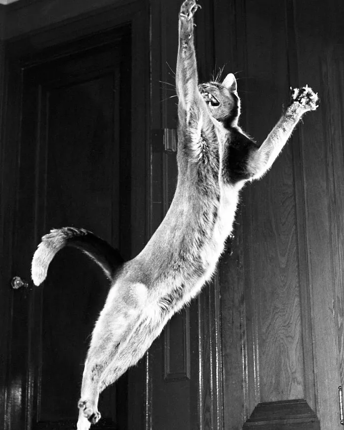 Esta periodista colecciona fotos vintage de celebridades con sus gatos y demás (30 fotos)