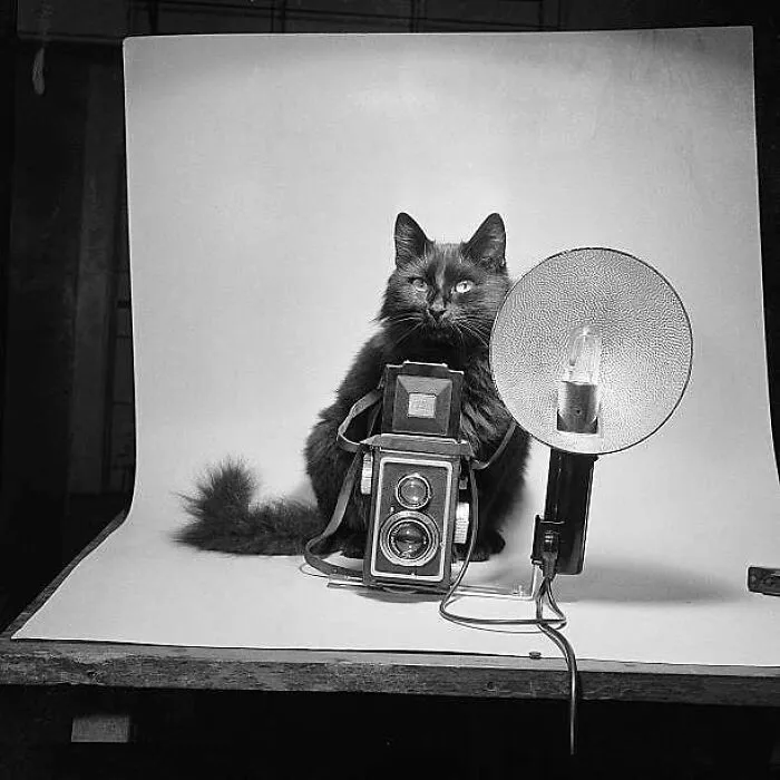 Esta periodista colecciona fotos vintage de celebridades con sus gatos y demás (30 fotos)