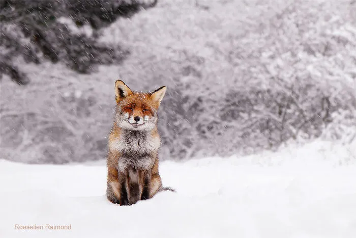 Happy Fox Is Happy