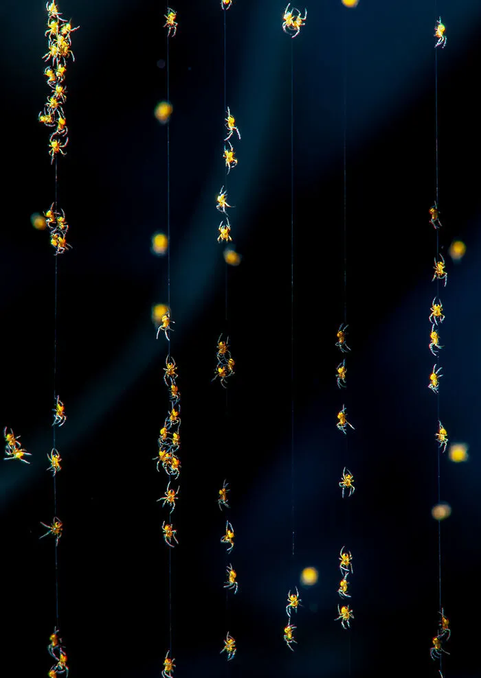 Mención de honor en la categoría Otros animales: "Colgando de la telaraña" por Csaba Daróczi