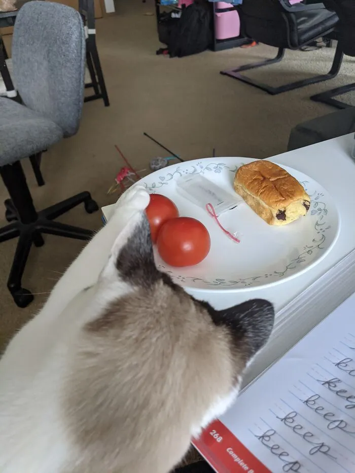 He P E T The Tomato. He Must P  E  T The Tomato