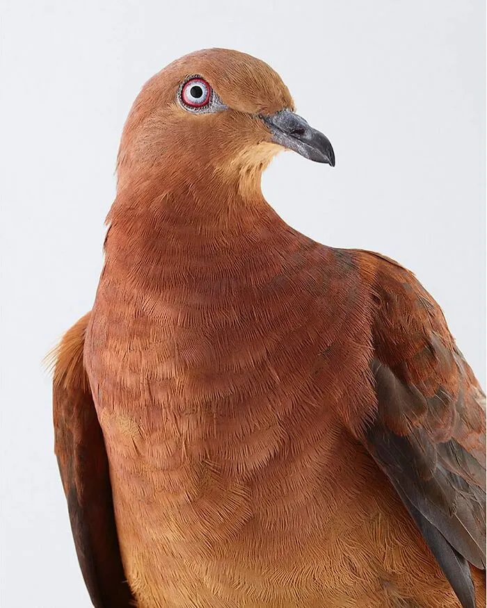 Professional Photographer Captures Perfectly Posed Birds, And Here Are The Best 58 Photos