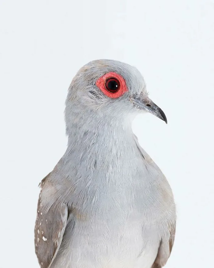 Professional Photographer Captures Perfectly Posed Birds, And Here Are The Best 58 Photos