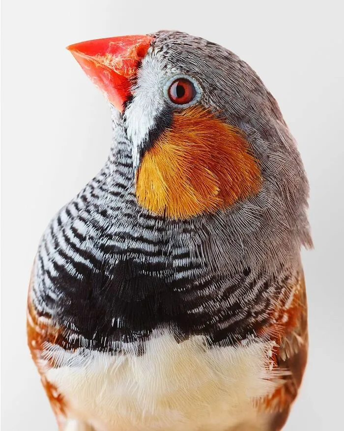 Professional Photographer Captures Perfectly Posed Birds, And Here Are The Best 58 Photos